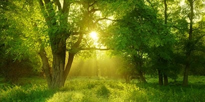 Sunlight shining through a forest
